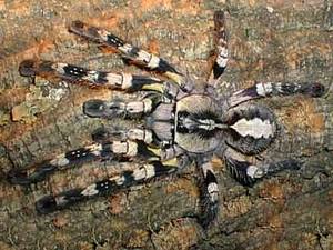 9. Tarantula ornamental