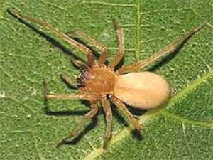 10. Ara+¦a del saco amarillo