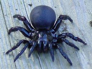 3. Ara+¦a embudo de Sydney