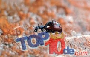 Las 10 más asombrosos animales sin ojos